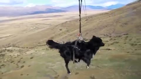 Watch a Dog do a Zipline