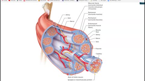 Anatomy and Physiology 1 - Ch. 9 Part 1 Muscular System