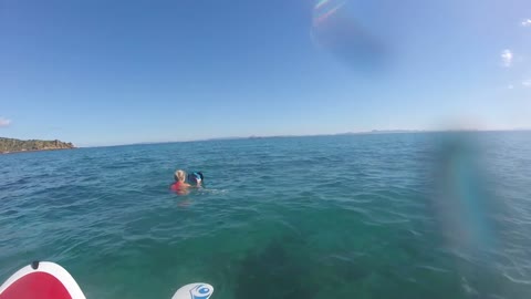 unbelievable Footage As Dolphin Swims Under My Board