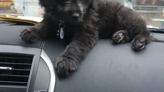 Owner makes kissy noises at small black dog laying on car dashboard