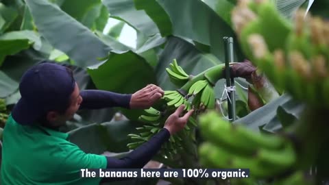 World's Most Expensive Banana - Japanese banana can eat peel - Amazing Japan Agriculture Technology