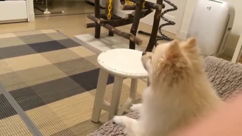 Cute Dog video
