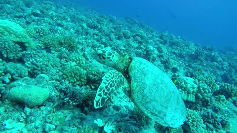 The fun of diving under the sea in Croatia