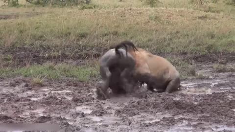 15 Merciless Moments When Male Lions Attack Their Prey