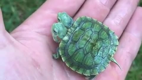 adorable turtle with two heads