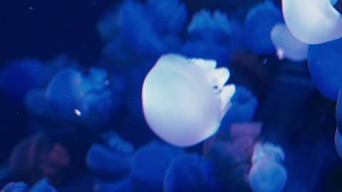 Authentic shot of a jellyfish free swimming in crystal clear water aquarium