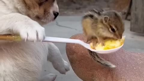 puppy and squirrel - follow me