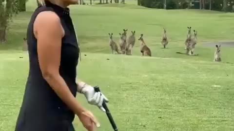 Kangaroo and golfer reunion?