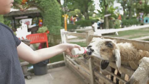 Asian cute child feeding sheep and goat from her hands, Slow motion