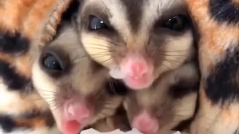 Animals TOO Cute! Cute baby animals Videos Compilation
