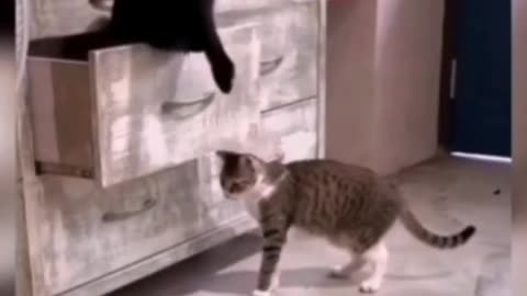 Time for Funniest Cats🐱 Funny cats Videos complication