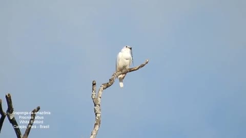 Suara burung merdu