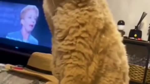 Funny Animals Videos2022 🤣😻-Funniest Cats And Dogs Videos