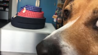 Dog panics at the vet