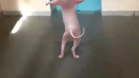 The cat is dancing
