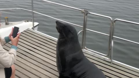 Seal Makes Himself Comfortable On a Boat in Namibia