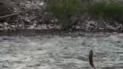 Beautiful Fishes Flying in The Air From Water #shorts #viral #shortsvideo #video