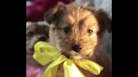 11 Puppies saved from harsh winter