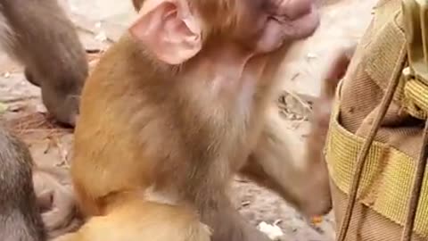 Cute Baby Monkey 2312 # 6