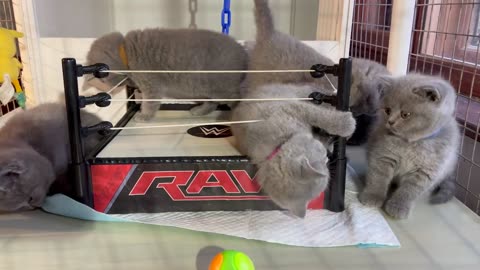 Wrestling cat is the best