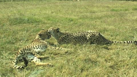 A pair of cheetahs are having fun