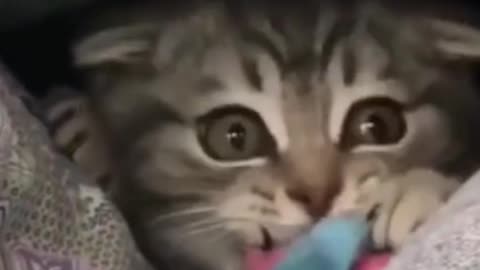 Adorable kitten playing ❤️ cute kitten get the toy and run