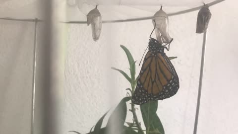 Beautiful monarch butterfly emerging from its cocoon