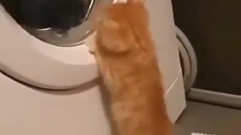 Finny cat and washing machine