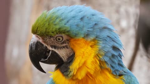 Beautiful Parrot standing on a branch close up view