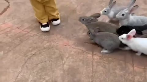 little cute girl scared of rabbits