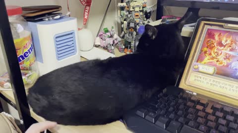 It's a cat disturbing the computer. But it's so cute