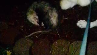 Possum Playing Dead with German Shepherd