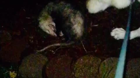 Possum Playing Dead with German Shepherd