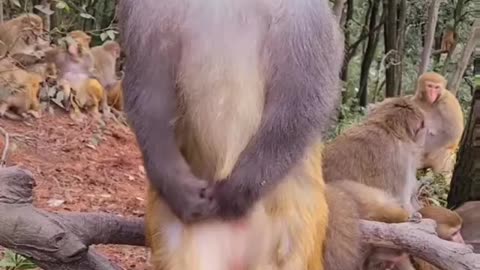 Can you understand the feeling of this monkey