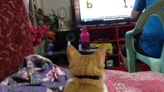 Cat attentively watching tv