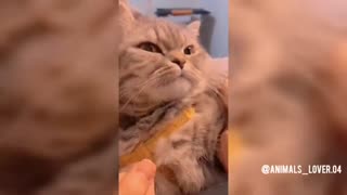 Funny Animal Videos 2023 😂 - Funniest Cats And Dogs Video 😺😍 #1