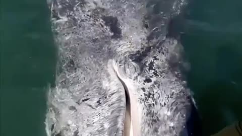 Man cuddling whale in the ocean