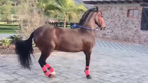 EL MEJOR ESTILO DE BAILE DE MI CABALLO