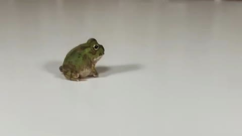 What kind of frog is this? It's so cute. I want to have one