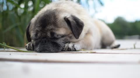 A beautiful sleeping dog blinking