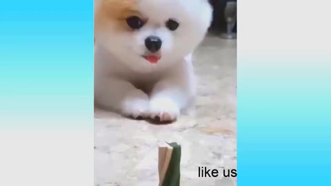 Funniest Casts and Dogs Try not to Laugh Challenge Vines Compilation Animals Reaction Videos