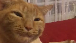 Cat Pretends Like he is Chewing to Communicate