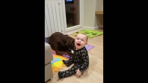 Baby and pet labrador have hilarious tug-of-war with slipper