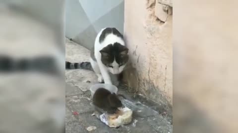 Funny cat videos try not to laugh