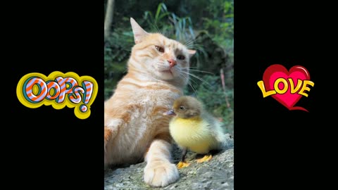 duck & cat fun
