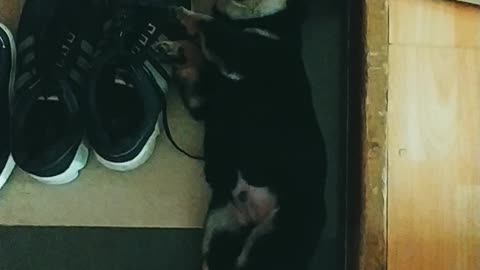 Shiba, a baby sleeping with shoes, dreaming
