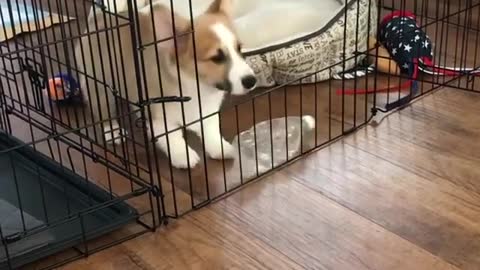 Corgi bites water bottle jumps out of cage