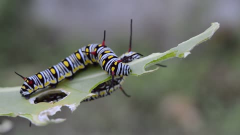 caterpillar eating the leafs