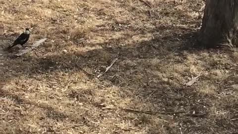 Magpie Chases Brown Snake Away