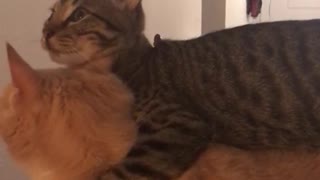 Gray cat licking orange cat while on top of it